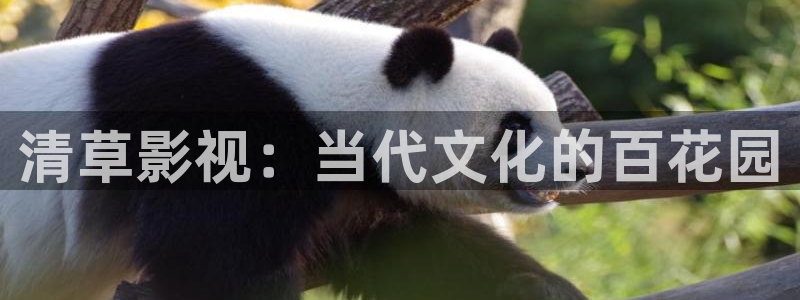 飘雪影院在线观看免费版：清草影视：当代文化的百花园